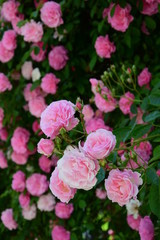 Ramblerrosen in rosa, Kletterpflanze in voller Blüte