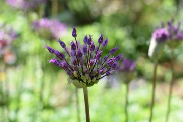purple head decorative onion closeup on a green soft blurred background