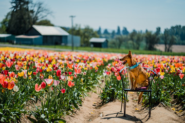 dog in tulip field - 206005377