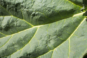Rhubarb leaf green natural background