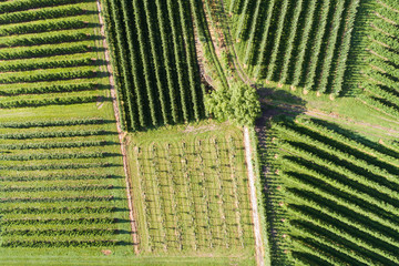 Vineyards view from above with drone. Agriculture in Valtellina