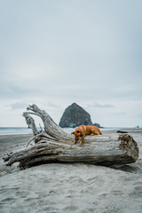 cannon beach oregon dog - 206005558
