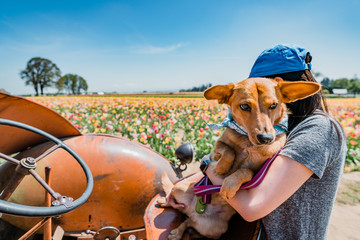 dog in tulip field - 206005715