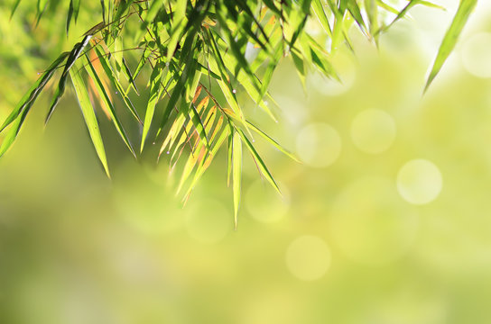 Bamboo leaves background,space for text.