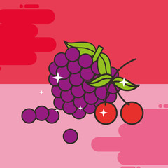 bunch grapes and cherries fresh delicious vector illustration