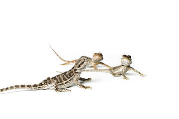 Naklejka premium Agama. Baby Bearded Dragons on white background.