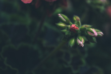 soft focus macro burgeon of tea rose flower in garden