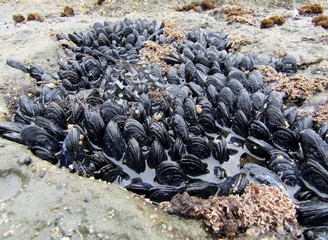 Mussel or bivalve molluscs at Botanical Beach in low tide, Vancouver Island, British Columbia, Canada © Irra