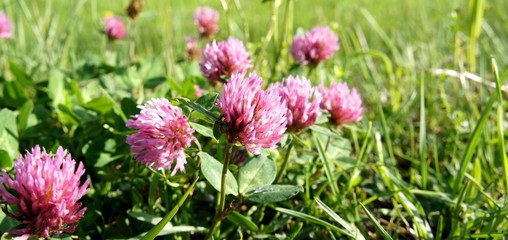 Rotklee, Phytohormone, Wechseljahre