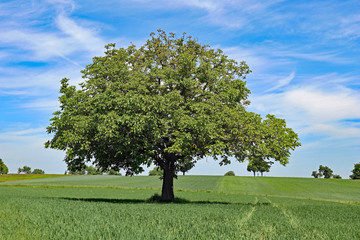 Einzelner Baum auf dem Kornfeld