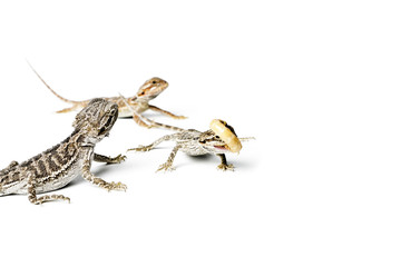 Naklejka premium Agama. Baby Bearded Dragons and worm on white background.