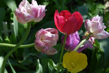 red tulip surrounded by pink and yellow tulips close-up