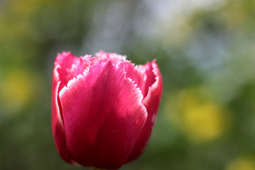 red tulip bud on green blurred background