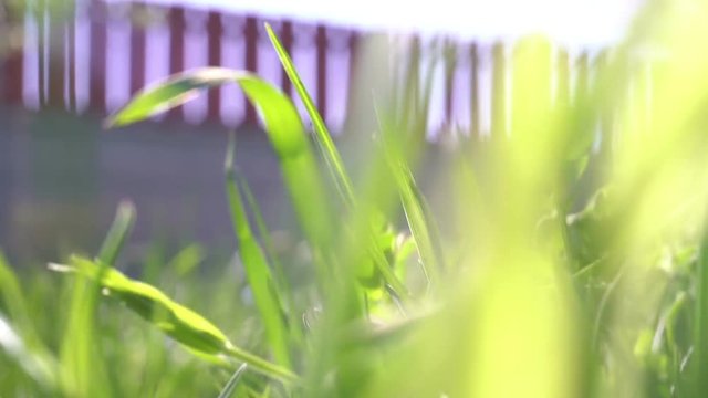 small animal creature running by the grass scampering through trail - POV point of view