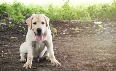Dog playing outside smiles