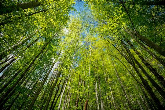 Fototapeta Green forest bottom view