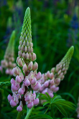 Lupine field with pink purple and blue flowers. Bunch of lupines summer flower background. Lupinus.