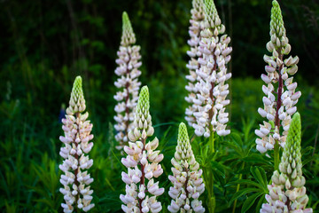 Lupine field with pink purple and blue flowers. Bunch of lupines summer flower background. Lupinus.