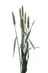 Obraz premium Green wheat isolated on white background, clipping path