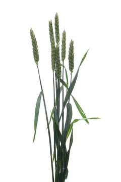 Green wheat isolated on white background, clipping path