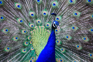 Obraz premium Pfau in Balztracht