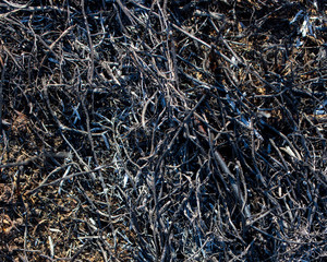 Black burned grass on the ground as an abstract background