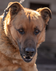 Portrait of a dog on a chain