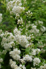 white small bundles of flowers and buds on green branch bush close-up garden