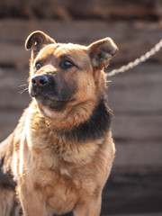 Portrait of a dog on a chain
