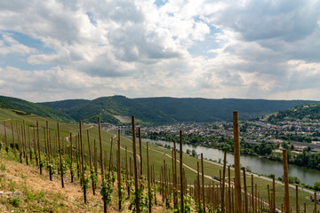 Obraz premium Vineyard 10