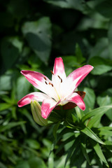 ピンクと白のユリの花のアップ