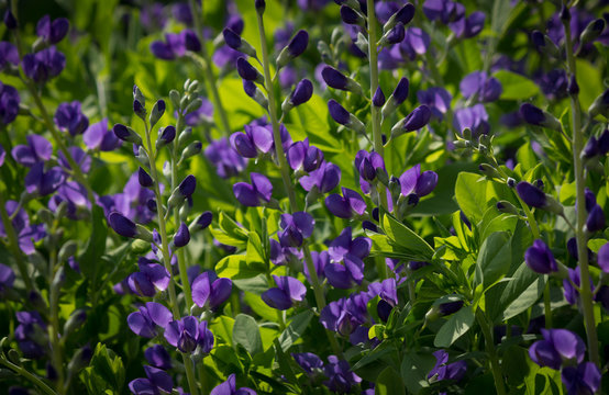 Beautiful Blue Wild Indigo Blossoms 