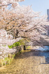 京都の春の風景　満開の桜　京都　日本