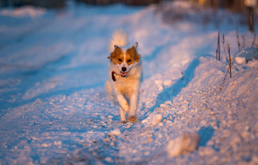 A dog in the rays of a sunset in the snow