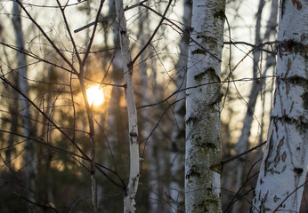 Sunset through the branches of trees in the forest