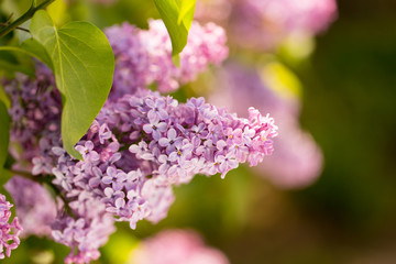 Lilac flowers on a tree in spring