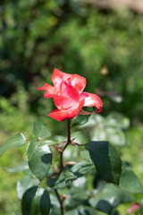 Fototapeta premium 赤と白のばら「丹頂」の花のアップ