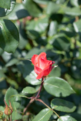 Fototapeta premium 赤と白のばら「丹頂」の花のアップ