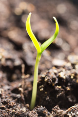 A young sprout of pepper in the ground