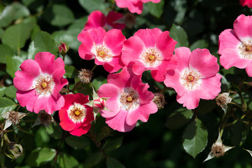 ピンク色のばら「ピンクメイディランド」の花のアップ