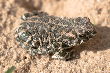 spotted toad on sand