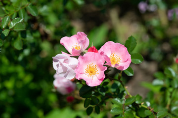 ピンク色のばら「ビンゴメイディランド」の花のアップ