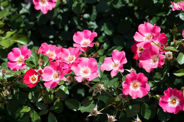 ピンク色のばら「ピンクメイディランド」の花のアップ