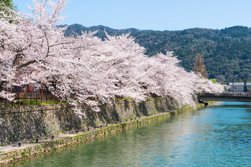 Naklejka premium 京都の春の風景 満開の桜 京都 日本