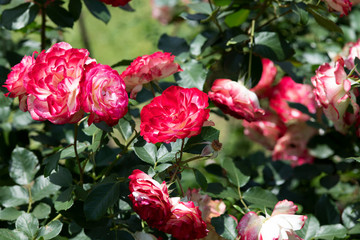 赤と白のばら「ジュビレデュプリンスドゥモナコ」の花のアップ	