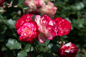 赤と白のばら「ジュビレデュプリンスドゥモナコ」の花のアップ	