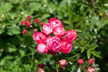 ピンク色のばらの花のアップ