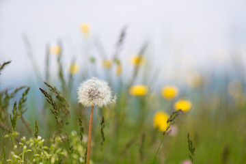 Dandelion flower the dandelion in the spring in the meadow