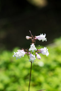 釣鐘 Photos Royalty Free Images Graphics Vectors Videos Adobe Stock 釣鐘 Photos Royalty Free Images Graphics Vectors Videos Adobe Stock