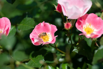 ピンク色のばらの花の蜜を吸うミツバチ